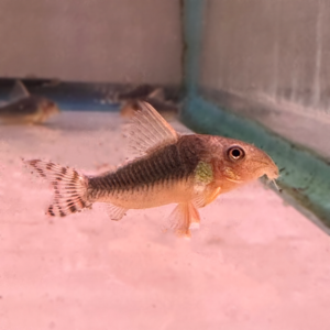 Pale Spotted Cory (Gossei Corydora)