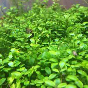 Glossostigma elatinoides (Glosso)