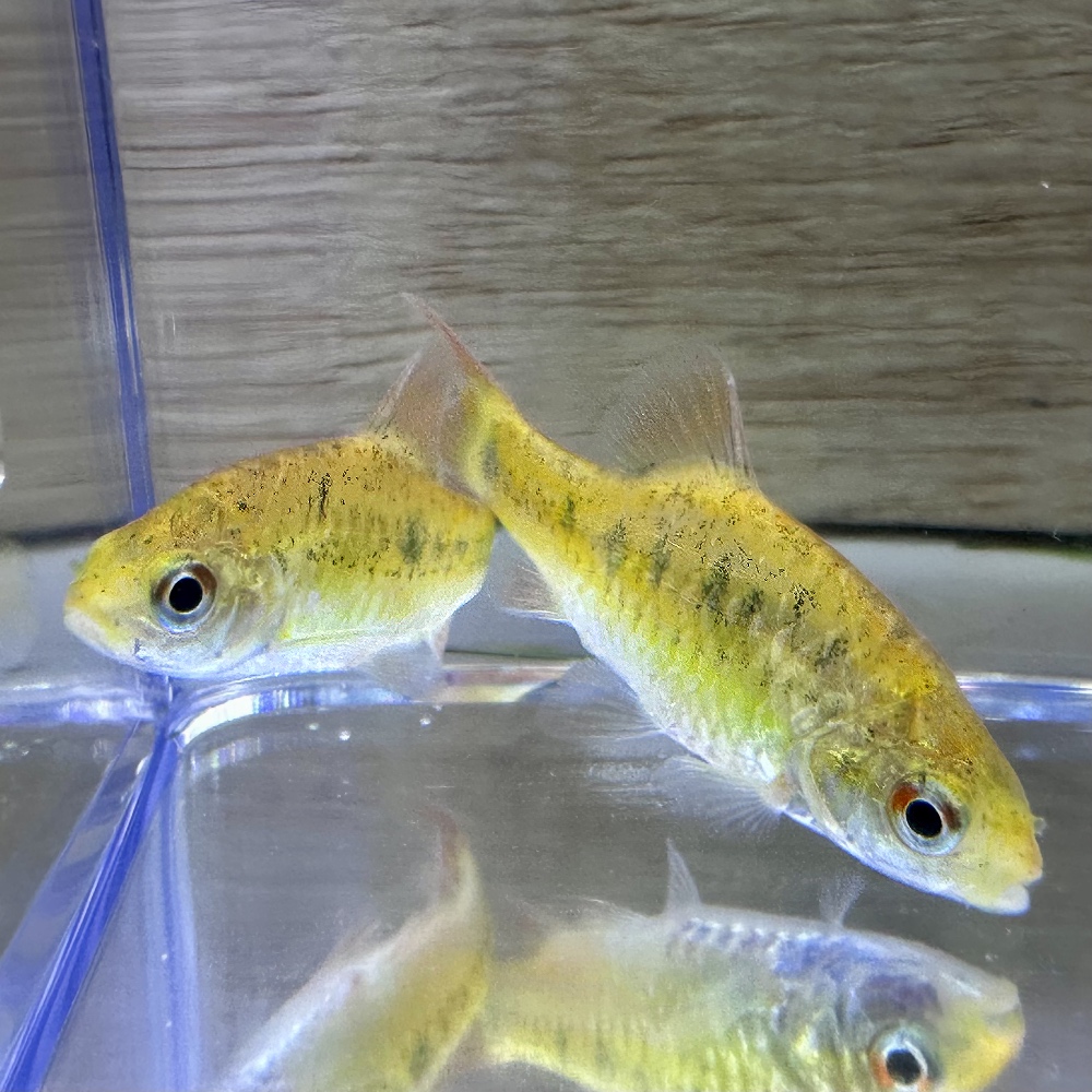 Golden Barb (Puntius sachsii)