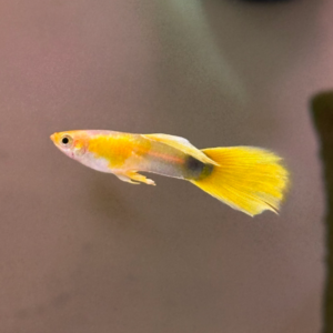 Gold Fit Male Guppy