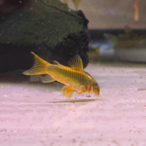Gold Laser Cory CW010<br