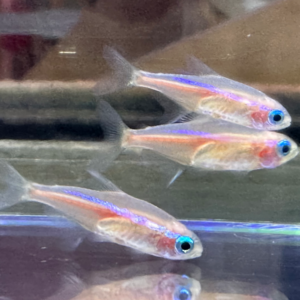 Gold Neon Tetra<br >