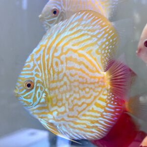 Golden Yellow Tiger