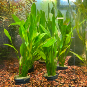 Enchinodorus Grandifolius