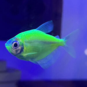 Electric Green Glo-Fish (True Glo-Fish)