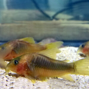 Green-Gold Cory (Corydoras melanotaenia)<br >