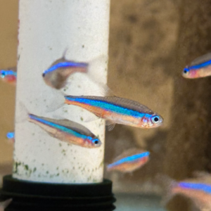 Green Neon Tetra