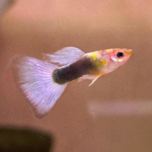 Blue Neon Male Guppy
