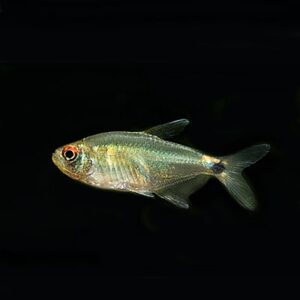 Head and Tail Light Tetra
