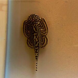 Hillstream Loach (Gold Ring) (Stingray Pleco)<br >