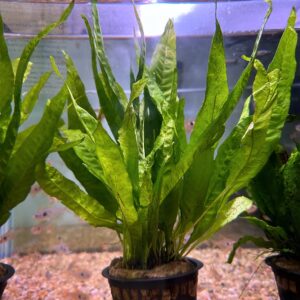 Java Fern Mother Plant<br >