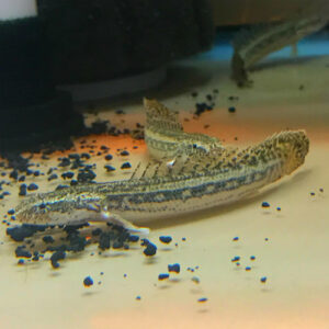 Koliba Dragonfish (bichar) - Polypterus bichir lapradei 'koliba'<br >