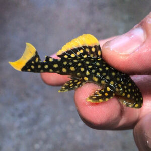 Golden Nugget Pleco - (Baryancistrus xanthellus L018 / L081)<br >