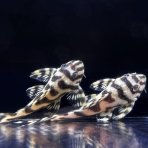 L236 Grade AAA (Hypancistrus sp.)