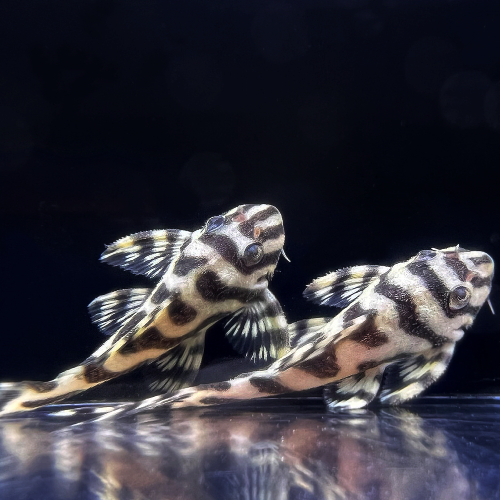 L236 Grade AAA (Hypancistrus sp.)