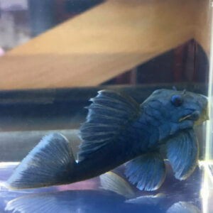 L239 Blue Panaque Pleco (Baryancistrus beggini)