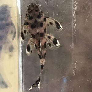 Sultan Pleco - (Leporacanthicus joselimai L264)<br >