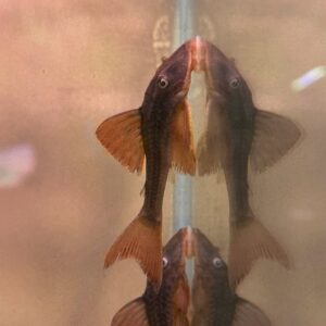 L137 Blue-eyed Red Fin Pleco<br >