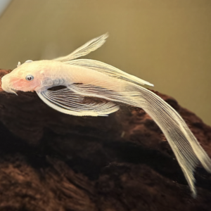 Albino Lemon Blue Eyed Long-Fin Ancistrus Pleco (L144A)<br >
