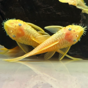 Albino Lemon Blue Eyed Ancistrus Pleco (L144A)<br >