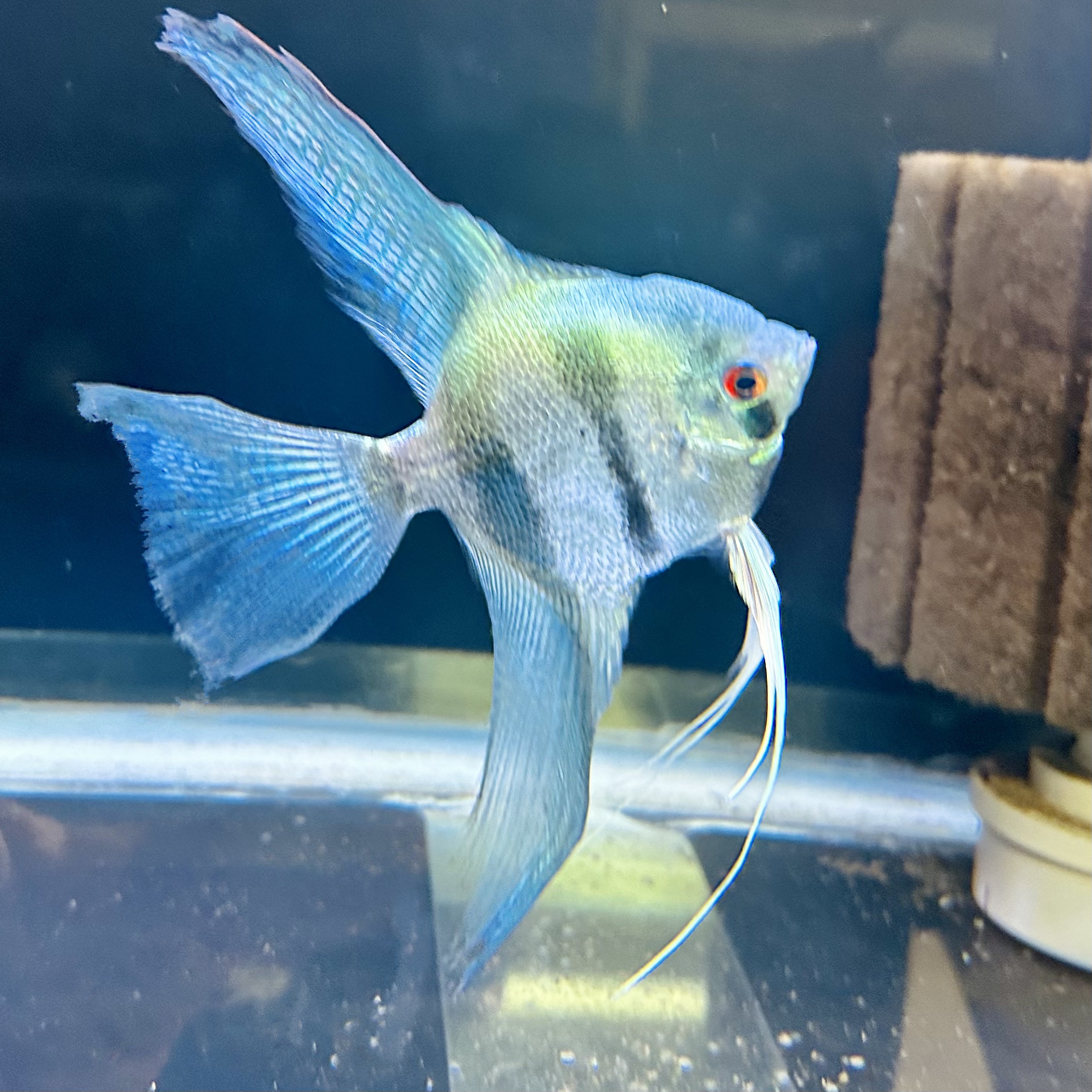 Neon Blue Veil Tail Angelfish