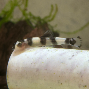 Panda Loach (Yaoshania pachychilus)