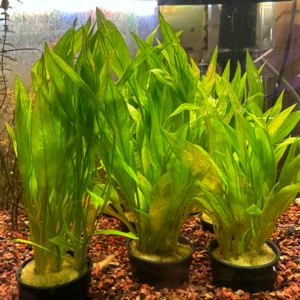 Echinodorus Magdalenensis<BR >