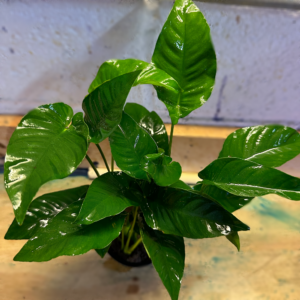 Mother Plants