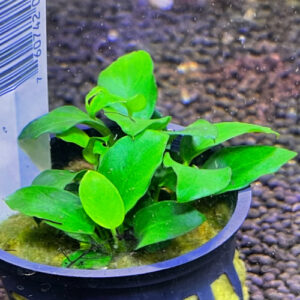 Anubias nana Petite(anubias barteri var nana 'petite')