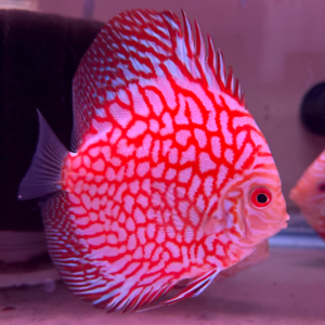 Orange Maze Pigeon<br >