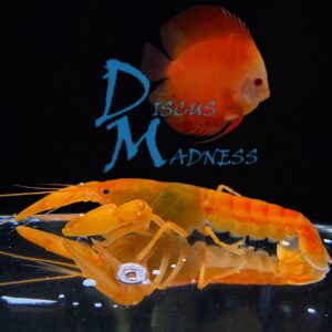 Orange Papua Crayfish (Cherax Apricot)