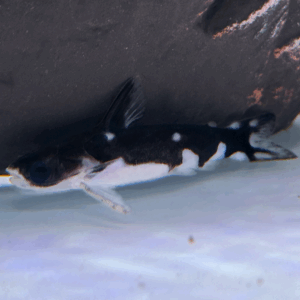 Orca Wood Catfish (Centromochlus Orca)