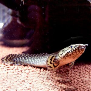 Ornate Dragonfish (bichar) - Polypterus Ornatapinnis