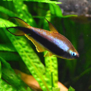 Palmeri Emperor Tetra