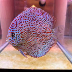 Super Panthera Leopard