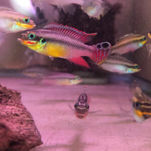 Pelvicachromis Taeniatus 'Moliwe' (Sold in Pairs)