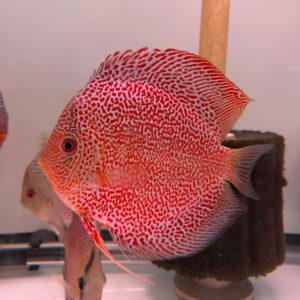Penang Eruption 6"+