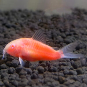 Moonrise Pink Corydora (Glo-Fish)