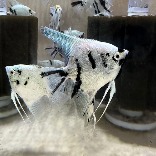Platinum Panda Angelfish CURRENTLY UNAVAILABLE – Discus Madness