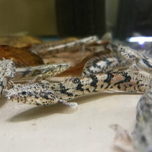 Saddled Dragonfish (bichar) - Polypterus endlicheri