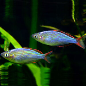 Dwarf Neon Rainbowfish (Melanotaenia praecox Rainbow)