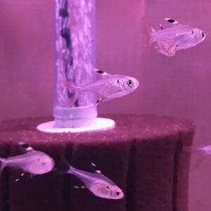 X-Ray Pristella Tetra (Pristella maxillaris)