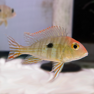 Geophagus Tapajos 'Red head'  (Geophagus Pyrocephalus)<br >