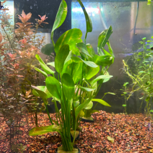 Echinodorus Red Kloecker