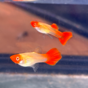 Albino Red nose Koi Guppy Pair (M/F)