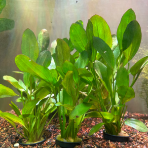 Echinodorus Red Phoenix