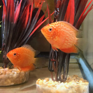 Severum & S. American Cichlid