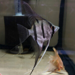 Rio nanay Angelfish<br >
