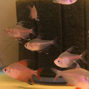 Rosy Tetra (Hyphessobrycon rosaceus)