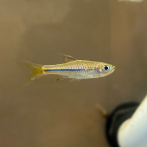 Sarawak Rasbora (Sarawakensis Rasbora)